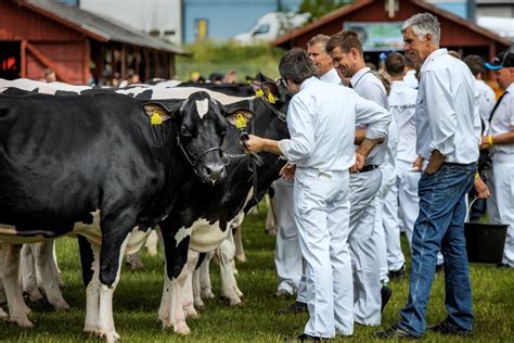 dyrskue horsens|Horsens byder indenfor til Danmarks ældste dyrskue